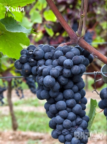 Лозови пръчки от Гъмза.