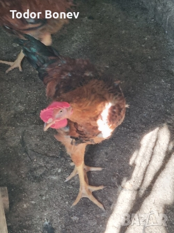 Продавам или разменям за ярки млади домашни петлета, снимка 4 - Кокошки и пуйки - 51544238