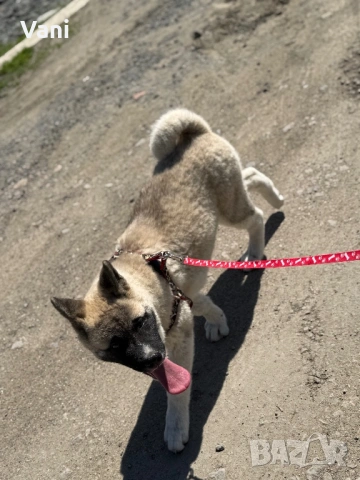 Американска акита кученце, снимка 6 - Акита - 53021892