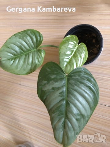 Monstera Aurea, philodendron Florida Beauty, Sodiroi, Cream Splash, Epipremnum Baltic Blue , снимка 7 - Стайни растения - 56086278