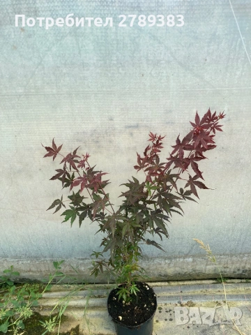 Червенолистен Японски клен, снимка 3 - Градински цветя и растения - 53071692