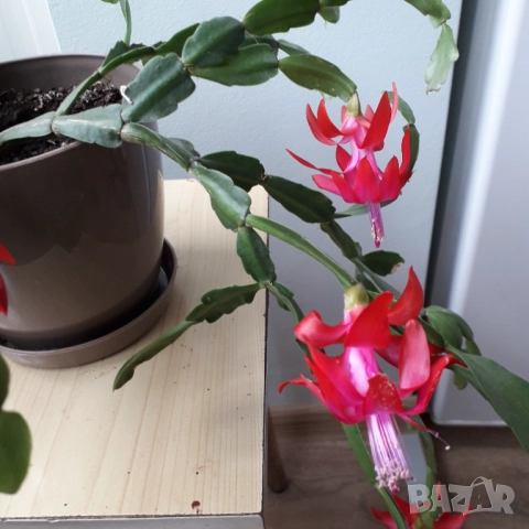 Коледниче/великденче , снимка 2 - Стайни растения - 51487420