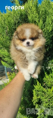 померан померанче, снимка 4 - Померан - 51192800