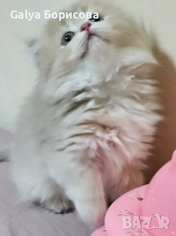 Британски родословни котенца  лилаво злато , снимка 9 - Британска късокосместа - 53502654