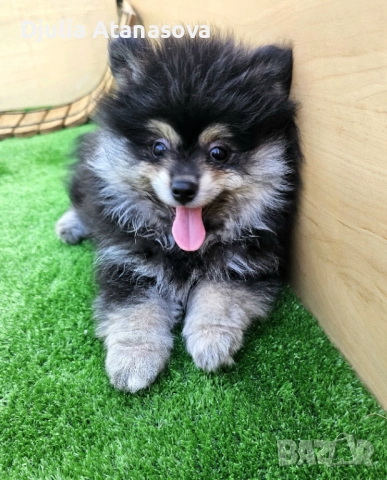 Продавам померанчета, снимка 4 - Померан - 51719440