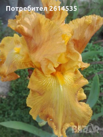 ИРИСИ, снимка 5 - Градински цветя и растения - 28657699