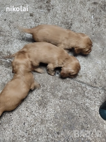 Кокер шпаньол , снимка 6 - Кокер шпаньол - 52754396