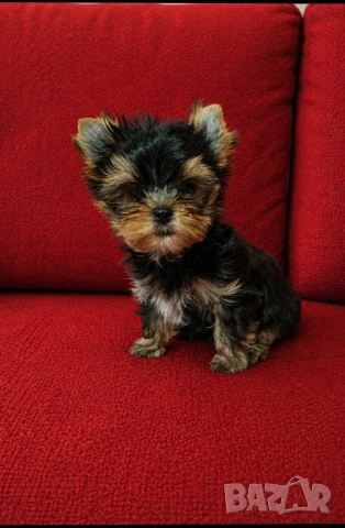 Миниатюрно  момченце, снимка 4 - Йоркширски териер - 54272895