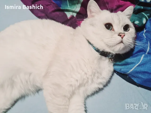 Британец за разплод, снимка 6 - Британска късокосместа - 49222261