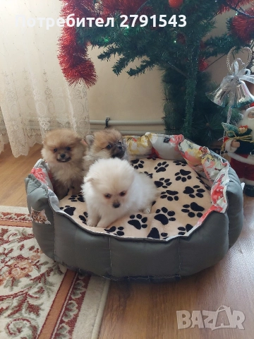 померан померанче , снимка 3 - Померан - 52876780