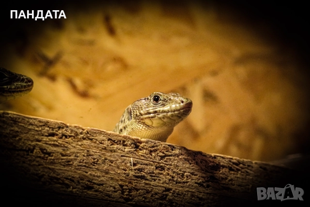 Гущер Timon lepidus