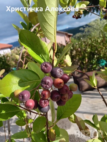 Арония фиданки, снимка 2 - Разсади - 47450537