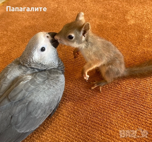 Папагали Жако- Конго, снимка 10 - Папагали - 52346276