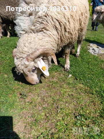 Коч на 1 година