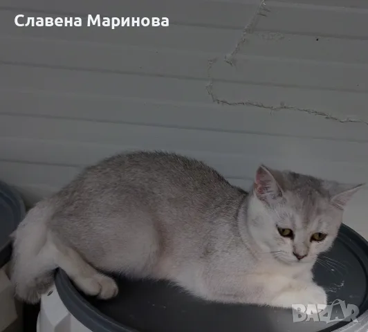 Шотландска сребърна чинчила, снимка 2 - Чинчили - 55784658