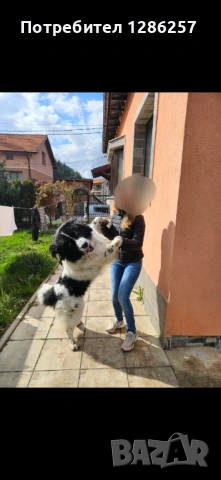 ПОДАРЯВАМ Каракачанска овчарка, снимка 3 - Каракачанска овчарка - 54363328