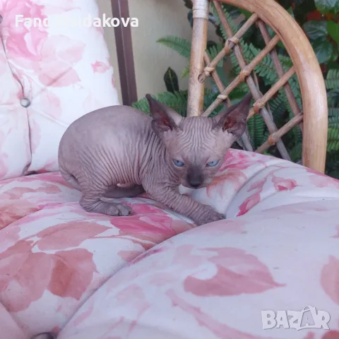 Котка порода сфинкс, снимка 6 - Сфинксове - 55954475