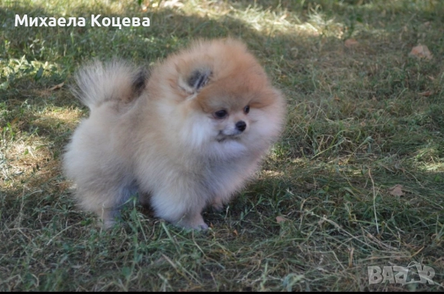 Мини Померани 