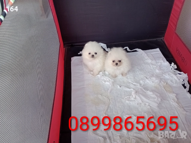 Мини Померани Миниатюрни минита. Момиченце и момченце. Снимки от 24.12.25 г. , снимка 5 - Померан - 52809054