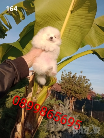 Померани. Реални снимки от 10.12.25 г. , снимка 8 - Померан - 52731565