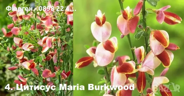 Цитизус - Налични 5 цвята, снимка 4 - Разсади - 49967833