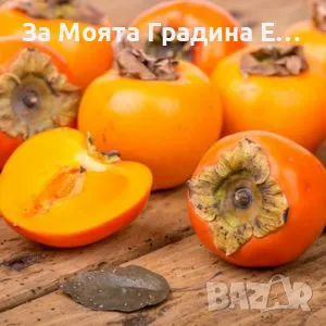 Плодни дръвчета , снимка 10 - Разсади - 49420186