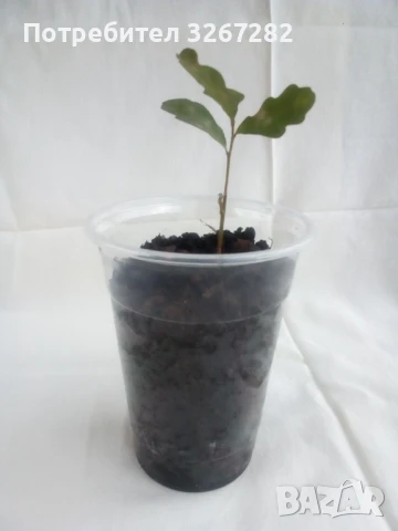 Дъб,Летен,Querca Robur,Разсад, снимка 10 - Разсади - 50499285