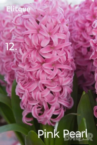 зюмбюл , снимка 3 - Градински цветя и растения - 53265198