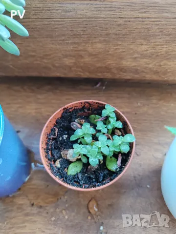 Кактуси и сукулентни, снимка 2 - Стайни растения - 48911588