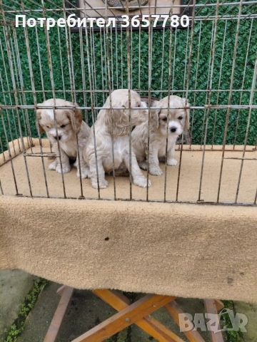 Американски кокер шпанол, снимка 5 - Други - 52596022