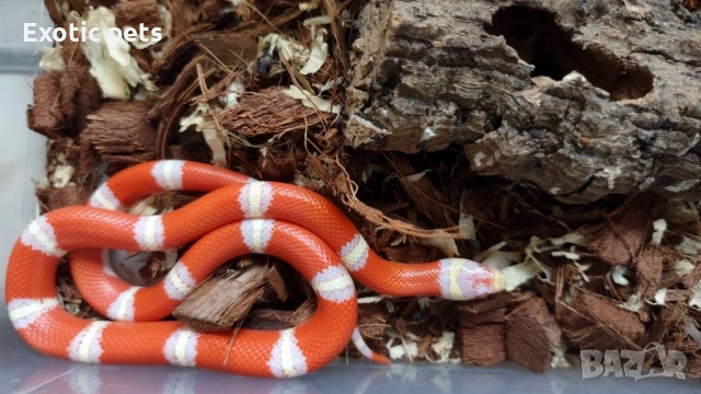 Млечна змия, снимка 2 - Змии - 53952683