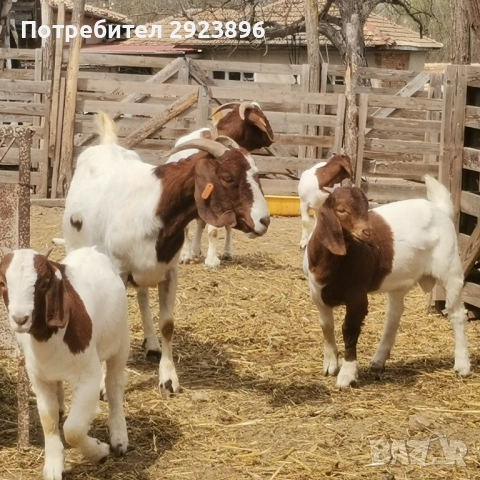 Кози Боер, снимка 4 - Кози - 54207767