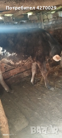 продавам юница на 14 месеца , снимка 3 - Крави - 54171195