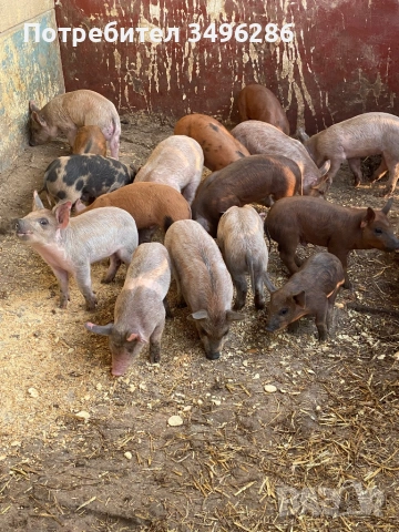 Малки прасета, снимка 2 - Прасета - 53941513