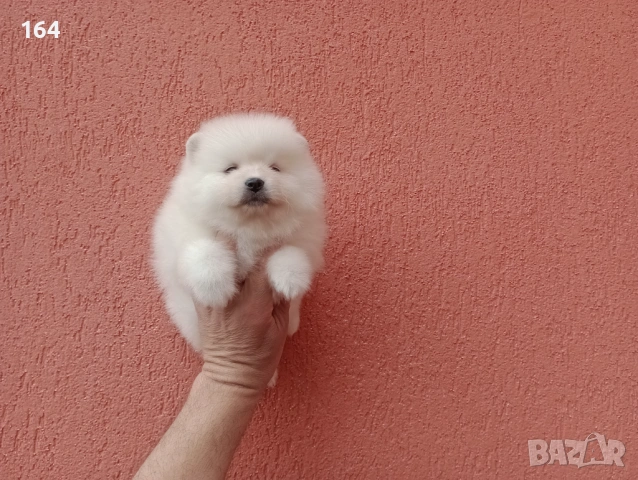 Бели Померани. Реални снимки !!! 