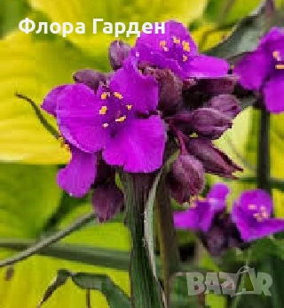 МНОГОГОДИШНИ ЦВЕТЯ - Коренища