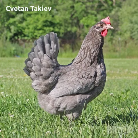 Яйца от Олив Егер , снимка 2 - Кокошки и пуйки - 49225743