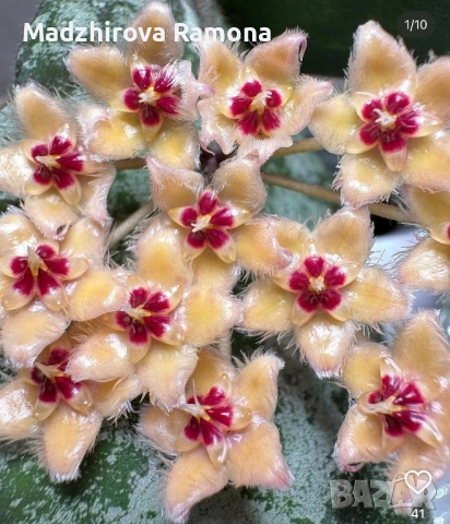 Хоя. Hoya Caudata Gold 