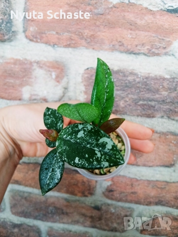 Хоя . Hoya carnosa 'Wilbur Graves', снимка 4 - Стайни растения - 51886410