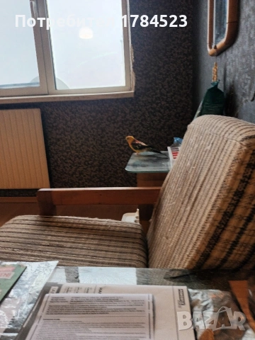 Мъжки пойни папагали 