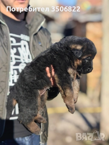 Немски овчарки, снимка 8 - Немска овчарка - 51082246