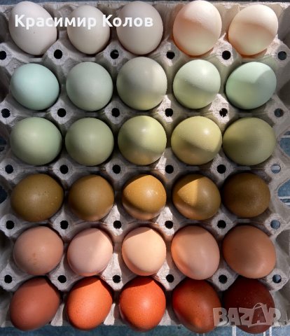Разноцветни домашни яйца от различни породи кокошки за консумация и люпене, снимка 7