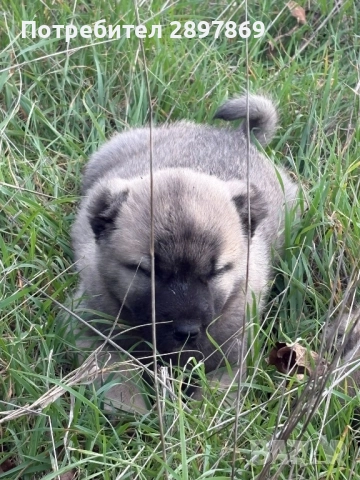 Кангали, снимка 3 - Кангал - 52512721