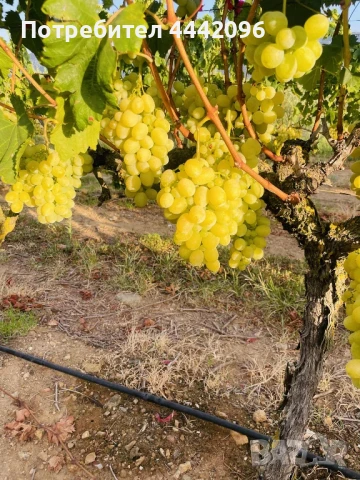 Десертно Грозде Виктория, снимка 1