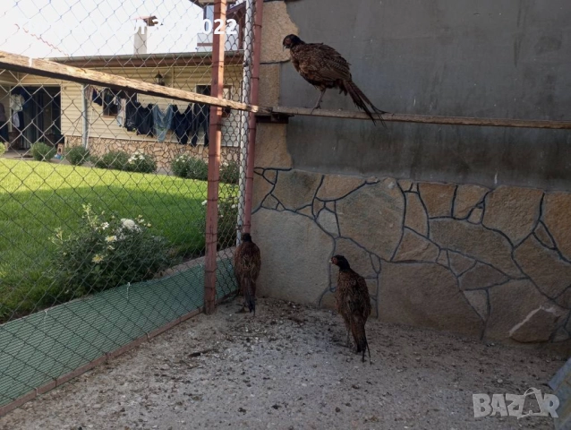 Продавам колхитски фазани , снимка 7 - други­ - 51025138