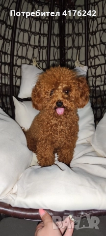 Toy с корейско потекло, снимка 2 - Пудели - 51015984