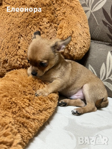 Уникално Мини Чихуахуа Момченце