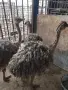 Африкански щрауси (Чифт), снимка 1