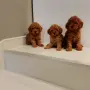 Мини Пуделчета*, снимка 7