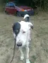 Панда търси своите хора , снимка 4